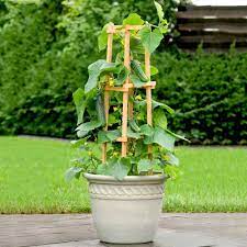 See more ideas about growing cucumbers, cucumber plant, cucumber seeds. Cucumber Plant Patio Snacker Dobies