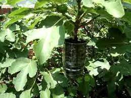 Can the rooting powder be used for water propagation (i have a couple of fiddle leaf figs in jars right. Fig Tree Propagation Fig Tree Propagating Plants Trees To Plant