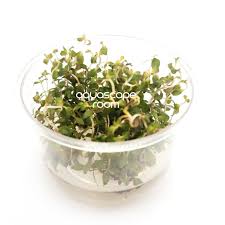 Image result for Ludwigia senegalensis