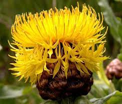 Cornflower Yellow Globe Seeds Centaurea Macrocephala Seeds Best Perennials Hardy Perennials