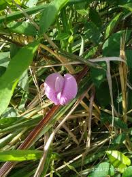 Image result for Centrosema