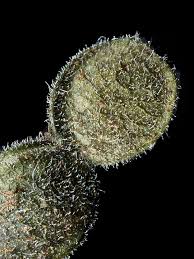 Image result for Desmodium tortuosum