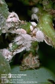 Image result for Mealybug cucumber