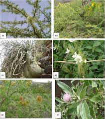 Image result for Commelina albescens