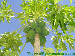 Blueberries, blackberries, raspberries, and the like tolerate part sun, though with diminished yields. How To Grow Papaya Growing Papaya From Seeds