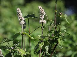 Image result for Cyathula polycephala