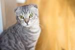 Scottish Fold Kittens for Sale - Adoptapet