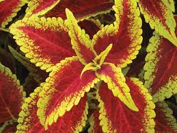 Image result for Coleus defoliatus