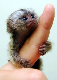 En Tatli Yavru Hayvanlar En Yeniler En Iyiler Finger Monkey Tiny Monkey Cute Monkey