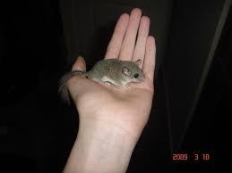 It is found in tropical rainforests in cameroon. Fun Squirrel Facts For Kids