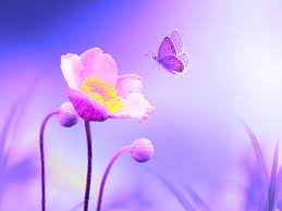 We did not find results for: 528hz Positive Energy Cleanse And Deep Healing Miracle Tone Spirit Tribe Awakening Insight Timer