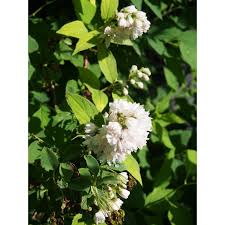Image result for Deutzia hybrida Pink Pompon