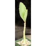 Image result for Cyphostemma quinatum