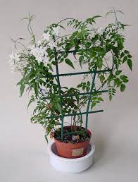 How To Grow Jasmine Indoors Smart Garden Guide Jasmine Plant Indoor Jasmine Plant Trellis Plants