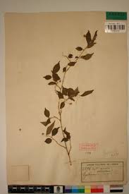 Image result for Erythrococca