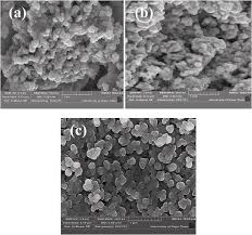 Image result for Sarcophrynium