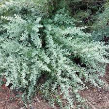 Image result for Rhagodia