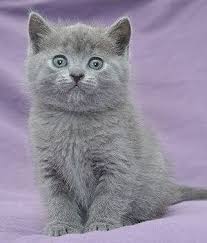 Chartreux Breeds Info Temperament Kitten Names Price Chartreux Kittens Chartreux All Cat Breeds