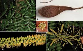 Image result for Gelrebia glandulosopedicellata