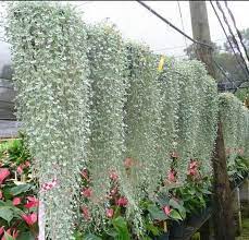 silver falls dichondra seeds hanging basket plant indoor house ground cover repens in 2021 full sun container plants for baskets macrame vase hanger