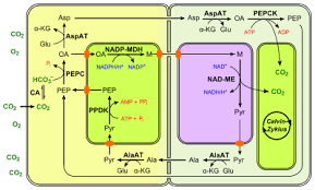 C4 Carbon Fixation Wikipedia