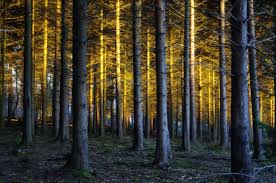 The forest, free and safe download. Enchanted Forest Free Stock Photo Public Domain Pictures