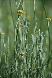 Image result for Helichrysum aureo-nitens