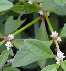 Image result for Alternanthera sessilis