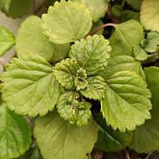 Image result for Plectranthus verticillatus