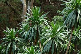Image result for Dracaena steudneri