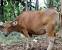 Sapi Limosin