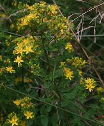 Image result for Psorospermum baumii