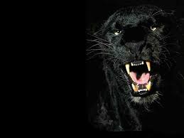 Google Image Result For Http Www Wallpaperpimper Com Wallpaper Animal Wild Ca Animals Beautiful Black Animals Animals Wild