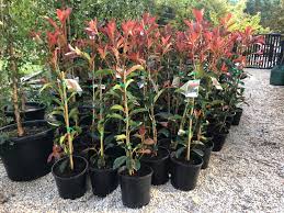 High to £55 each have 6 in total of these beautiful pink marble photinias hardy, evergreen, real striking for. Photinia X Fraseri Robusta Aldgate Tree Farm