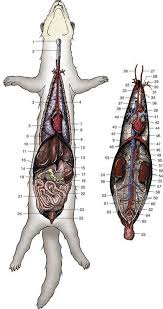 Basic Anatomy Physiology And Ferrets Funny Animals