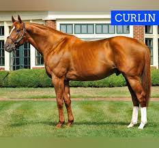 Horse Racing Club On Instagram Curlin Stud Fee Stalions Hill N Dale Farms Announced That 2x Horse Of The Year Horses Horse Racing Racing