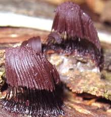 Image result for Stemonitis fusca