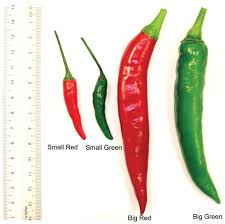 Image result for Capsicum annuum