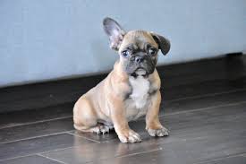 The french bulldog's origins are murky, but most sources trace their roots to english bulldogs. How To Make Your Frenchies Ears Stand Up And Stay Up French Bulldog Texas