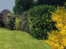 Haie Des 4 Saisons Une Annee De Fleurs De Fruits Et De Vert Haies De Jardin Terrasse Jardin Arbuste Fleuri