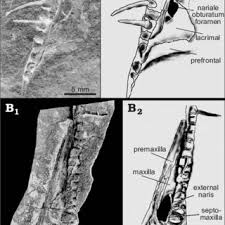 Vergessen sie nicht, lesezeichen zu setzen orimoto vorlage mit ctrl + d (pc) oder command + d (macos). Pdf Unusual Environmental Conditions Preserve A Permian Mesosaur Bearing Konservat Lagerstatte From Uruguay