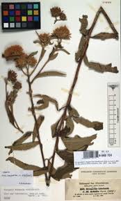 Image result for Vernonia adoensis