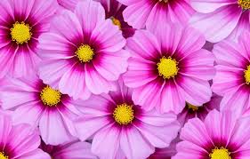 Image result for Cosmos bipinnatus