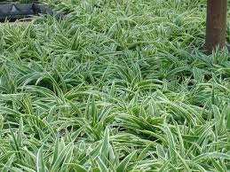Image result for Chlorophytum