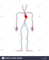 circulatory system heart and blood vessels aorta and