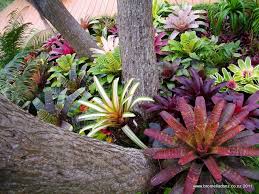 Gallery Bromeliads Nz Tropical Garden Design Bromeliads Plants