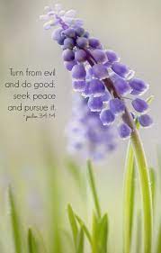 We did not find results for: Still Saturday Psalm 34 Psalm Scripture Quotes Bible Beautiful Flowers Spring Flowers Love Flowers