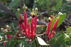 Image result for Tapinanthus oleifolius