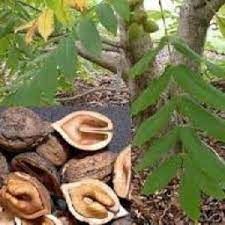 To plant a hickory nut tree is quite simple. Other Edible Nut Trees Rhora S Nut Farm