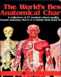 The Worlds Best Anatomical Charts